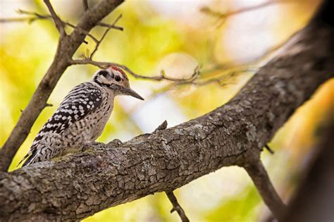 Woodpeckers In Pennsylvania Backyard Wildlife Solutions