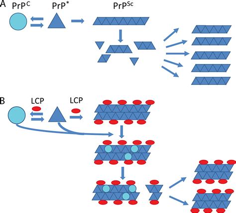 Polythiophenes Inhibit Prion Propagation By Stabilizing Prion Protein