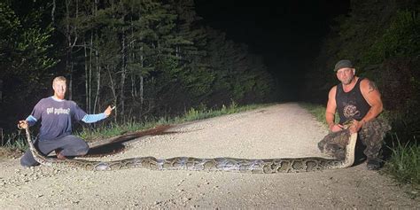 See The Massive Record Breaking Burmese Python Caught In Florida