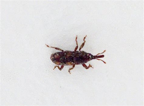 They are characterized by the six sawthoothed spikes on their sides. Small Insects In Kitchen Cupboards | Kitchen Sohor