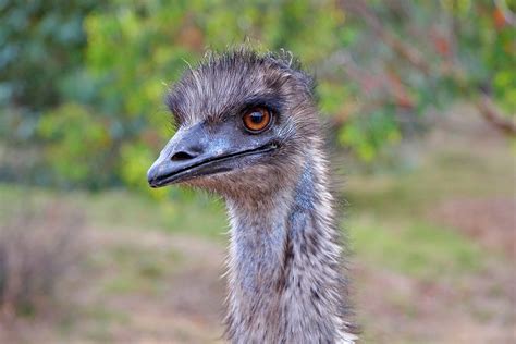 Emu Australia Bird Free Photo On Pixabay