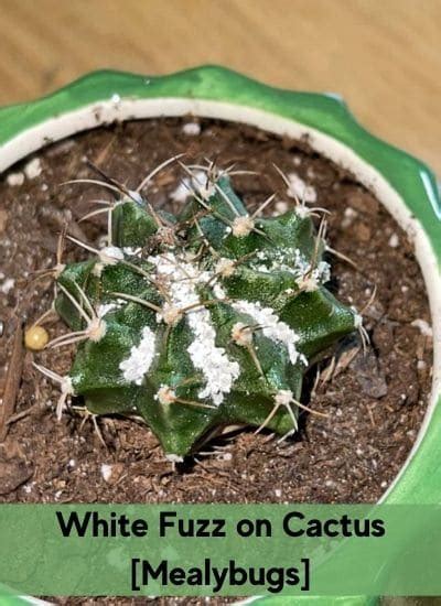 How To Get Rid Of White Fuzz On Cactus Mealybugs Gardenine