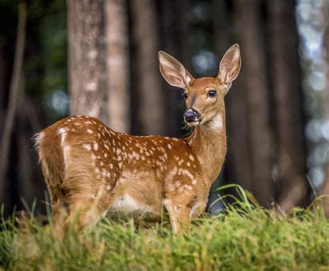 4012 Spotted Fawn Botterill Photography