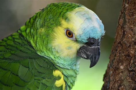 Sweet Yellow Headed Amazon Parrot Photograph By Richard Bryce And