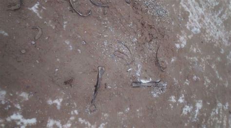 ‘skull and bones found in road through russia s siberia region national globalnews ca