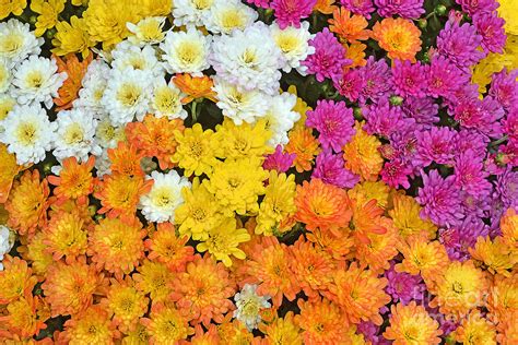 Chrysanthemum Display Photograph By Regina Geoghan Fine Art America