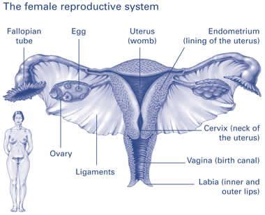 Female Reproductive System Staying Healthy In Relationships Hot Sex Picture