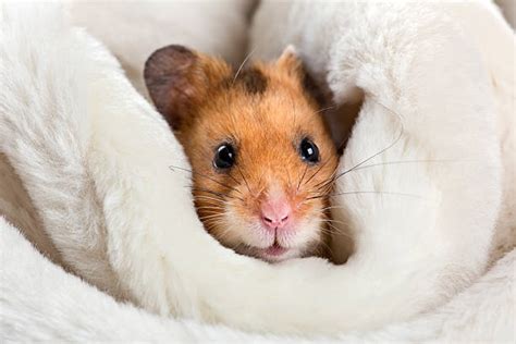 Hamster Stock Photos Pictures And Royalty Free Images Istock