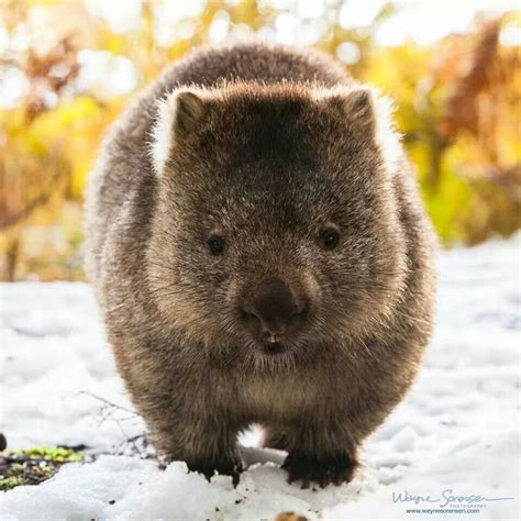 Wombat Cute Australian Animals Australian Fauna Australian Wildlife