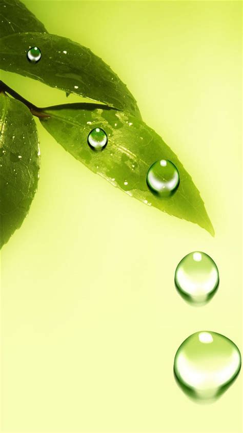 Green Leaf And Water Drops Iphone 8 Wallpapers Free Download