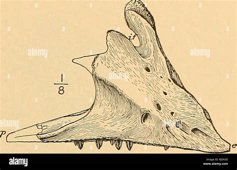 la ceratopsia ceratopsia el cráneo 27 amplia aleta delgada del pterigoides se superpone en
