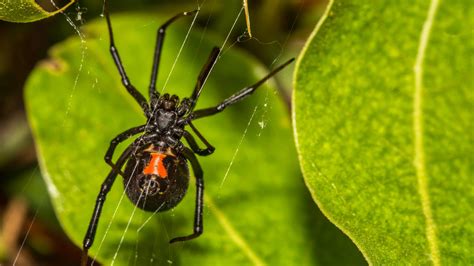 Brown Recluse Spider Florida House Spiders Minta Phan