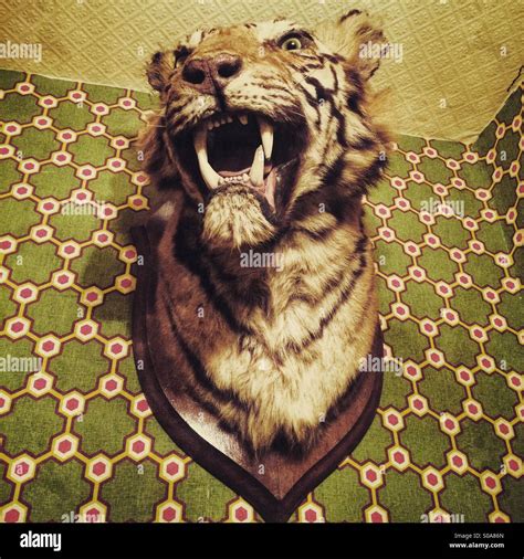A Tigers Head Mounted On A Wall Stock Photo Alamy