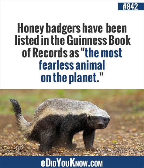 Did You Know Did You Know 842 Did You Know Facts Honey Badger