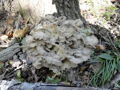 Mid Missouri Morels And Mushrooms 2010