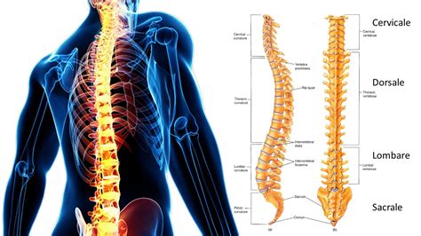 La Colonna Vertebrale Salute E Benessere Del Corpo