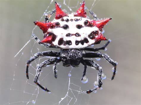 Animal Spider Hd Wallpaper