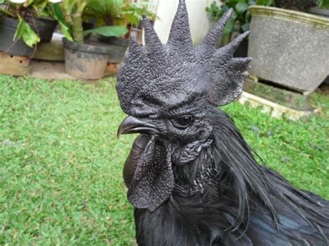Rare Ayam Cemani Chickens From Indonesia That Are Completely Black Cost