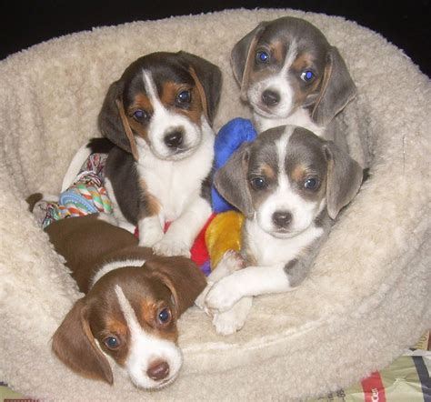 Beagle Babies Beagle Puppy Baby Beagle Puppies
