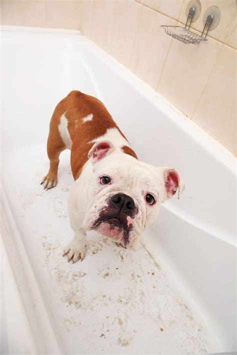 Bathing Of The English Bulldog Dog Taking A Bubble Bath Grooming Dog