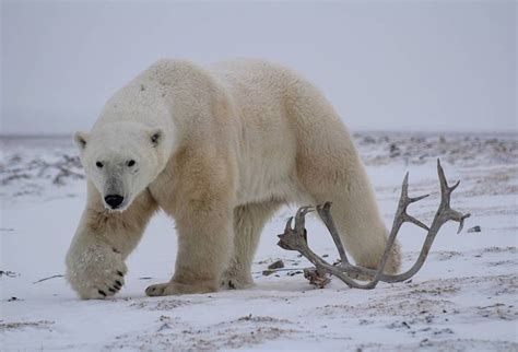 Churchill Tundra Buggy Vs Arctic Polar Bear Safari Arctic Kingdom