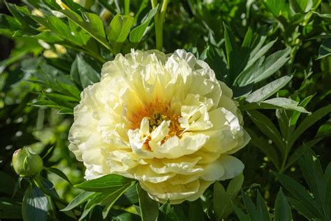 Yellow Peonies Guide 15 Types Covered