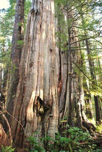 Western Red Cedar Tree All The Facts You Need Tree Secrets