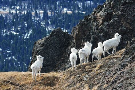 Dall Sheep Alaskaorg