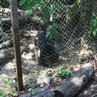 The board of directors is manned with cynthia ong (ceo of leap), wong siew te (ceo of bornean sun bear conservation centre), fred kugan (deputy director of. Bornean Sun Bear Conservation Centre (BSBCC) - Animal ...