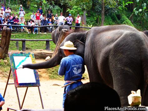 Once we had our briefing, the elephants came sauntering into the camp where we had the chance to. Maesa Elephant Camp, Chiang Mai, THAILAND - Places and Foods