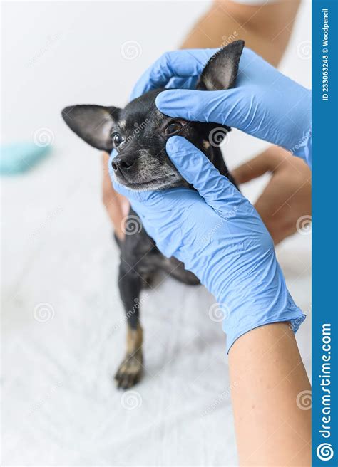 Close Up Chihuahua Dog Examined By Vet Diagnosis And Treatment Of