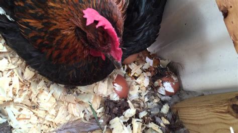 Chicken Pecks Chicks To Death Warning Sad And Graphic