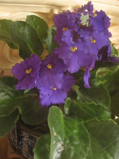 Chuck Does Art: African Violet Propagation