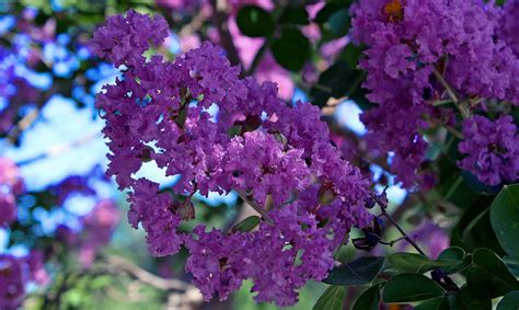 Twilight Dark Purple Crepe Crape Myrtle 100 Seeds Ebay