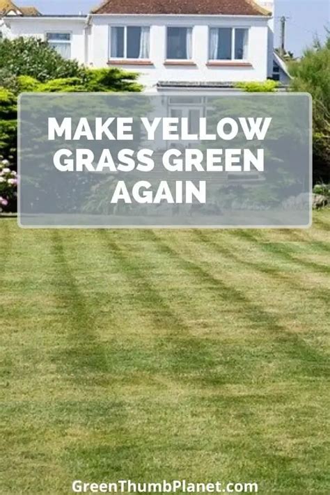 How To Make Lawn Green Again