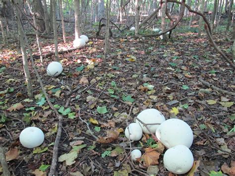How To Identify And Prepare The Giant Puffball Mushroom