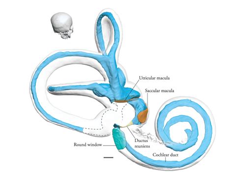 Fluid Pathways In The Inner Ear