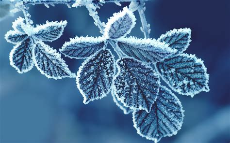 Wallpaper Leaves Snow Winter Branch Frost Freezing Tree Leaf