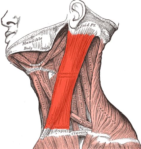 Triangles Of The Neck Part 1 The Anterior Triangle Medical Exam Prep