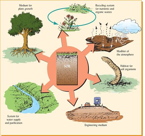 Grassland Ecosystem Diagram