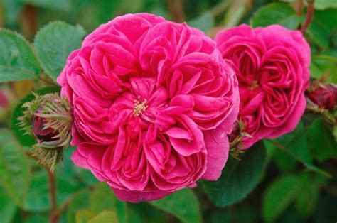 Top 10 Most Pretty Roses In The World Yabibo