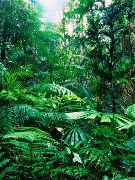 Free Download Tropical Australia Rainforest Wallpaper 1920x1080 216775