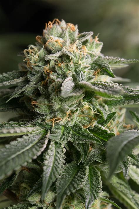 In his fifty years with remo, inc., lloyd held the positions of sales manager and multiple vice president roles. Buy Dinafem Seeds Remo Chemo - Cannabis Seeds