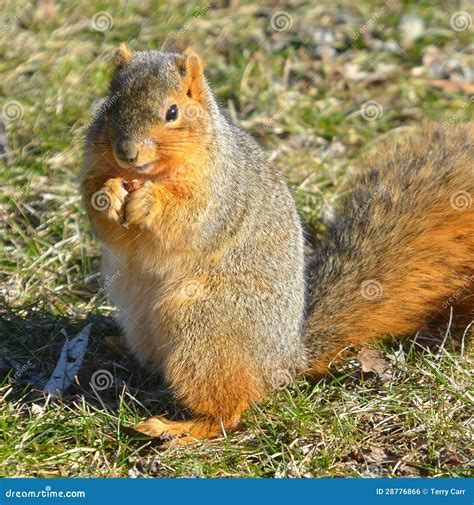 Squirrel Eating Nut Stock Photo Image Of Green Adorable 28776866