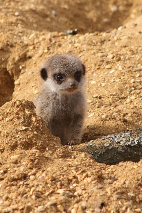 The Most Adorable Baby Meerkat Photos Ever Put Online 20 Pics Cute
