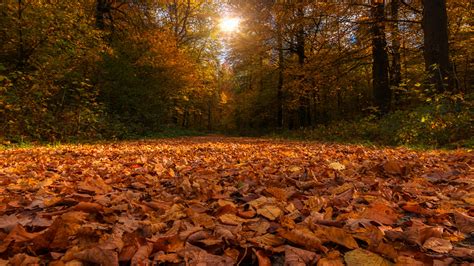 Forest Path Covered By Dry Autumn Leaves And Sunbeam Through Trees 4k
