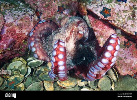 Giant Pacific Octopus Enteroctopus Dofleini Among Rocks This Is The