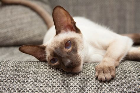 Siamese Vs Burmese Cat What Is The Difference Cat World