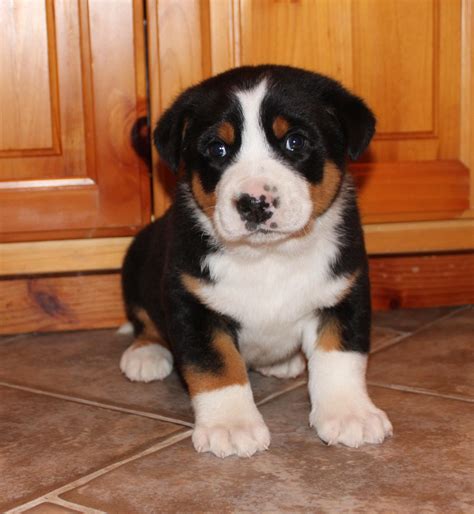 A Black And White Puppy Sitting On The Floor