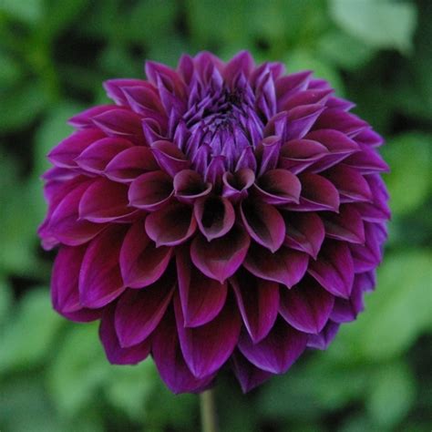The small, deep purple flowers begin to bloom in fields and along roadsides in august. Diva dahlia tubers